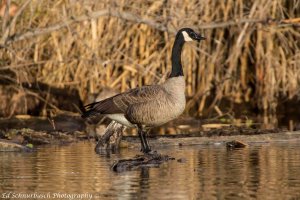 photo by Ed Schnurbusch