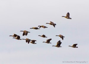 photo by Ed Schnurbusch