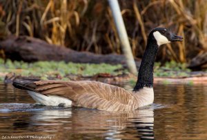 photo by Ed Schnurbusch