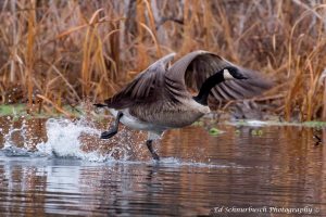 photo by Ed Schnurbusch