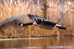 photo by Ed Schnurbusch