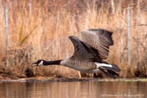 photo by Ed Schnurbusch