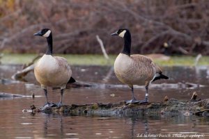 photo by Ed Schnurbusch