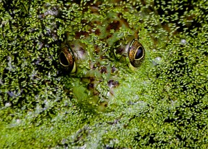 Photo by Robert Woodward.