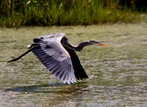 Great Blue Heron in flight. Photo by Robert Woodward.