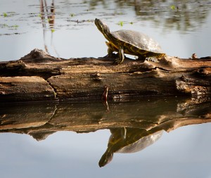 The Ponds are great habitat for the Western Pond Turtle, a California Species of Special Concern. Photo by Robert Woodward.