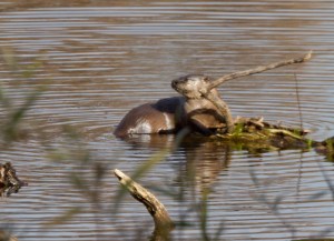 _MG_6346EditedRestorationWebsite