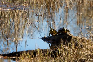 Photo by Robert Woodward.