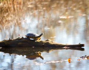 _MG_6397EditedRestorationWebsite