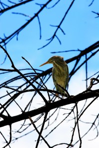Green Herons are a common sight on the Ponds. Photo by Robert Woodward.