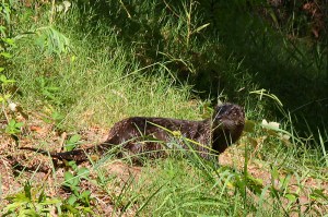 Northern River Otters are occasional visitors to the Ponds. Photo by Robert Woodward.