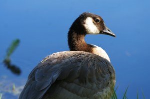 Canada Geese are year-round residents of the Ponds. Photo by Robert Woodward.