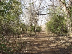 After picture of the trail. The open, parklike setting is more inviting for visitors, and makes way for native plant regeneration.